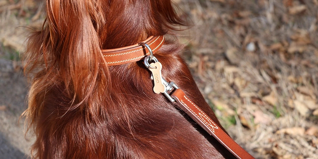 laisser et collier pour chien en cuir DIY