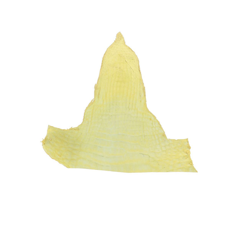 Alligator Head - Glossy MUSTARD YELLOW