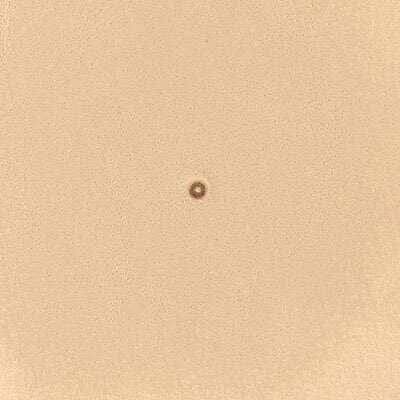 matoir graine repoussage cuir